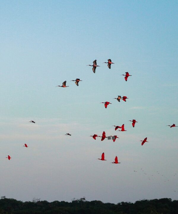 Revoada dos Guaras Atins